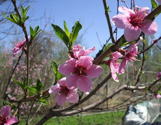 Як захистити персиковий сад від шкідників і хвороб